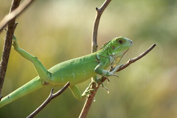 Naklejka na ściany i meble beautiful green iguana on a dead tree branch