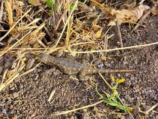 lizard on the stone