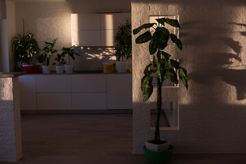 Fototapeta premium Indoor plants display. House plants.