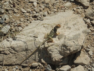 lizard on a rock
