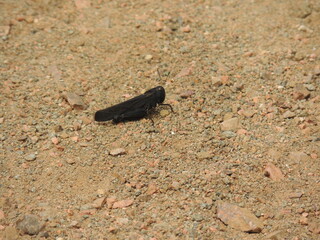 frog on the ground