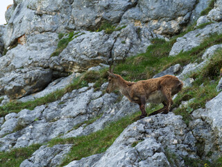 Salita sul Monte Terrarossa dai Piani del Montasio