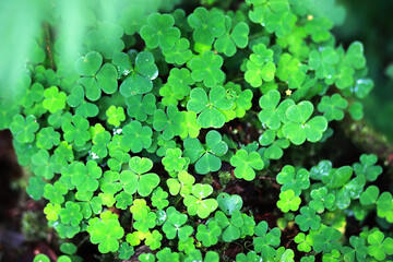 Background from plant clover four leaf. Irish traditional symbol. St.Patrick 's Day.