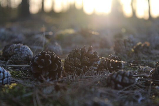 pine cones on the ground in backlight