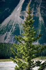 Beautiful spruce tree with cones close-up against the backdrop of mountains. Icefields Parkway. Sunwapta river. Canadian Rockies. Jasper National Park. Alberta. Canada