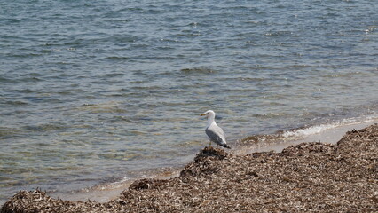 Fototapeta na wymiar Seagull on the beach. Cannes, France