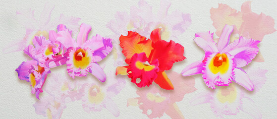 Painting cattleya orchid isolate flowers realistic watercolor wallpaper pink cattleya orchid. - obrazy, fototapety, plakaty