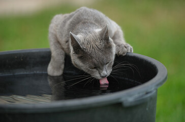 gray cat drinks water from a dark container with water on the street