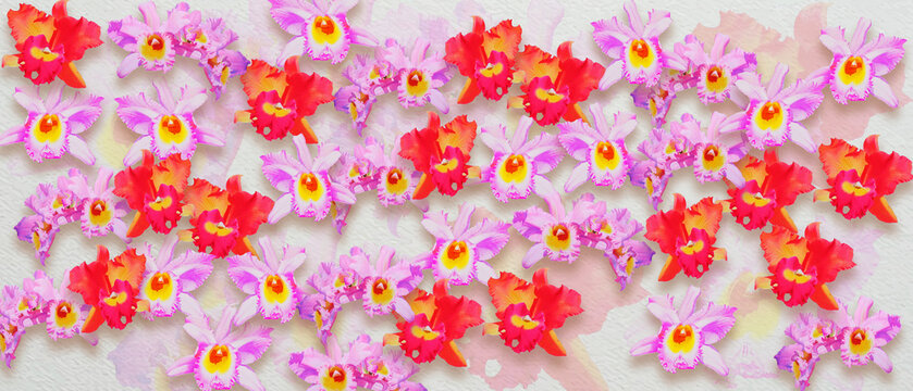 Watercolor painting pink and red cattleya orchid isolate flowers realistic for wallpaper