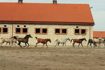 Fototapeta koń, konie czystej krwi arabskiej, araby obraz