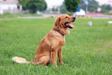 Fototapeta premium golden retriever dog,Park