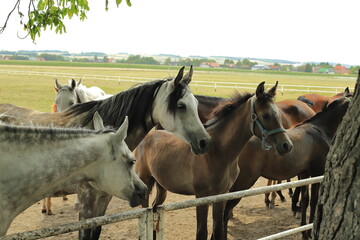 Koń, zwierzak, ssak, arab, siwek © Marcin