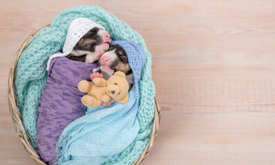 Two tiny newborn bull terrier puppies wrapped like babies sleep with a toy teddy bear. Top down view. Empty space for text