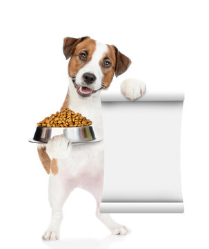 Naklejki Hungry jack russell terrier puppy holds  bowl of dry dog food and shows empty list. isolated on white background