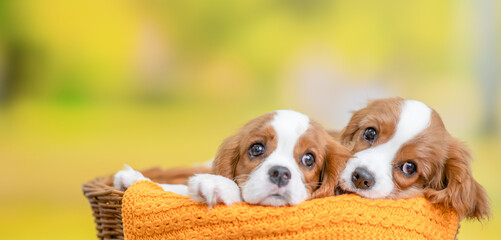 Two young Сavalier King Charles Spaniel puppy sit inside basket at summer park. Empty space for text