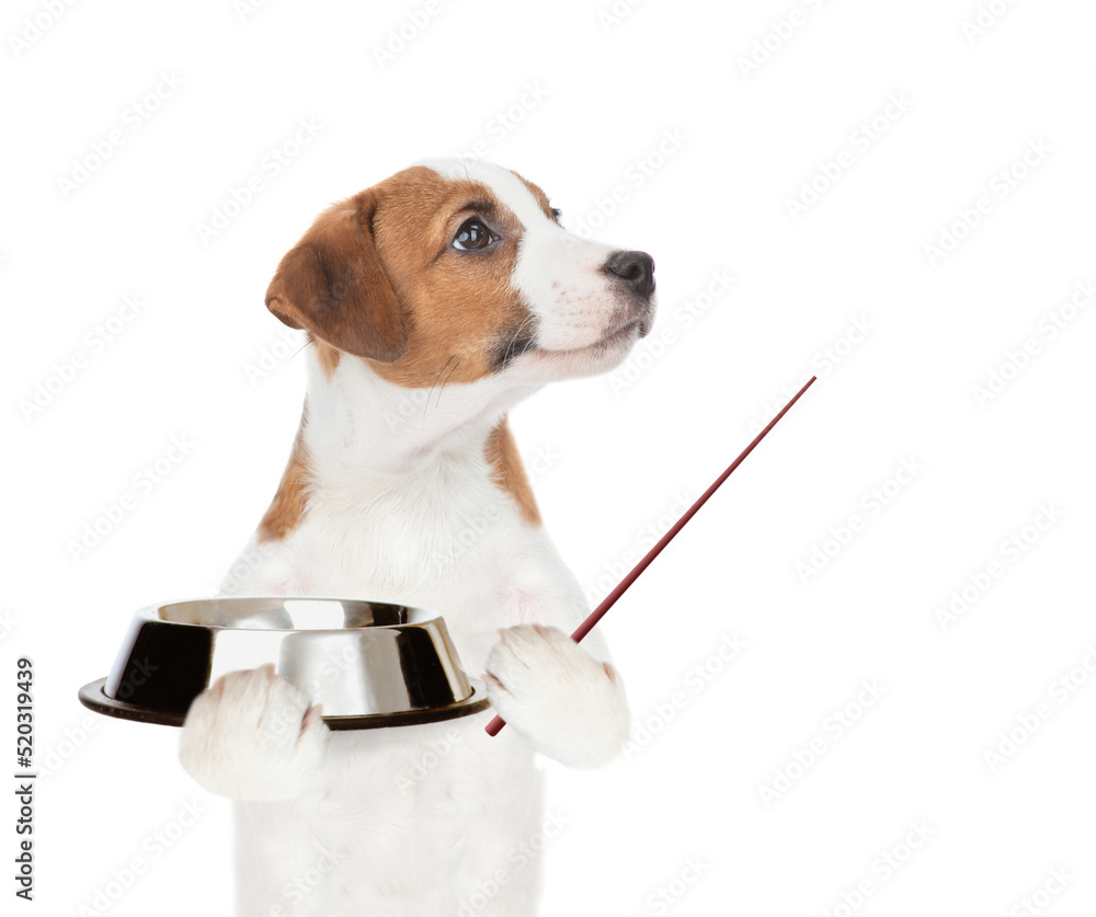 Poster hungry jack russell terrier puppy holds empty bowl and points away on empty space. isolated on white
