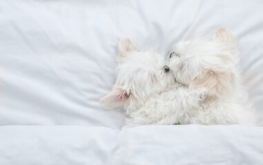 Funny white Lapdog puppies sleeps together on a bed at home. Top down view. Empty space for text