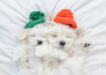 Two white Lapdog puppies wearing knitted hats sleep under warm blanket on the bed at home