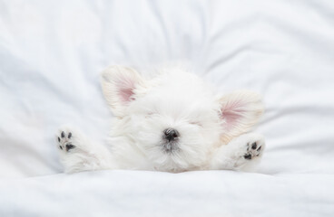 Funny white Lapdog puppy sleeps under warm blanket on a bed at home. Top down view