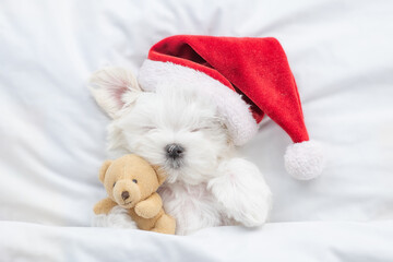 Cute Lapdog puppy wearing red santa hat sleeps and hugs toy bear under white blanket at home. Top down view