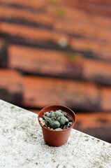 Close up background of decorative cactus, succulent in a flower pot in greenhouse. Top view, flat lay. Gardening. 