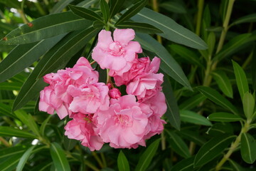 Laurier rose (Nerium oleander)