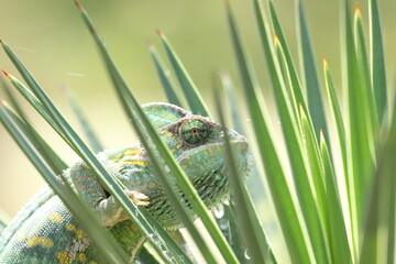 chameleon on a flower plant in the morning