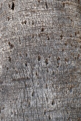 Tronc de palmier en gros plan.
Cannes, France