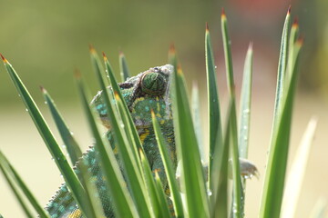 chameleon on a flower plant in the morning