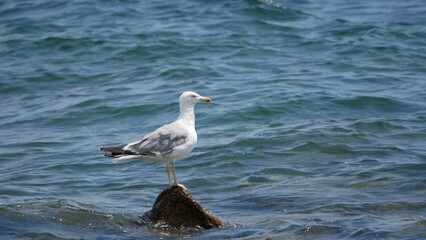 Goéland argenté perché sur un rocher dans la mer. Cannes, France
