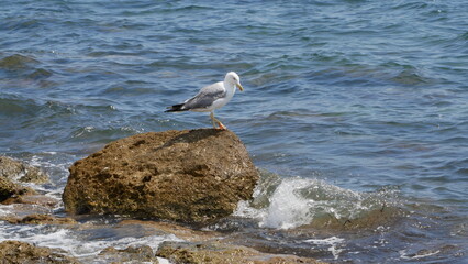 Goéland argenté au bord de la mer. Cannes, France
