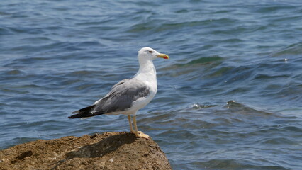 Goéland argenté au bord de la mer. Cannes, France 
