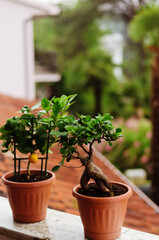 Background of decorative green tangerine tree with orange fruit in a pot and ficus in the greenhouse. Leaves with raindrops. Gardening.