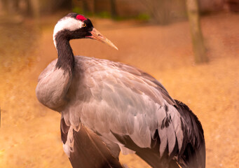Sandhill Crane. Native American bird a species of large crane of North America.