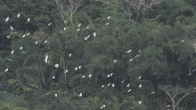 Hundreds of White Birds Flying Over Lake Linow in North Sulawesi Indonesia