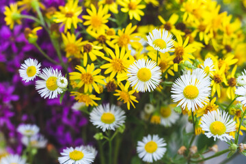 Fototapeta premium Bouquet of yellow wild flowers close up, rustic postcard with floral design. Beautiful nature wallpaper, daisy's background. Summer chamomile. Selective focus.