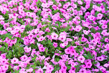 Field with pink petunias, flower growing and gardening concept