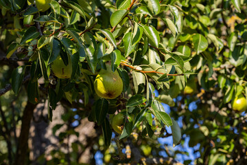 Close-up ripe green pear. Green pears hanging on the twig of the pears tree.