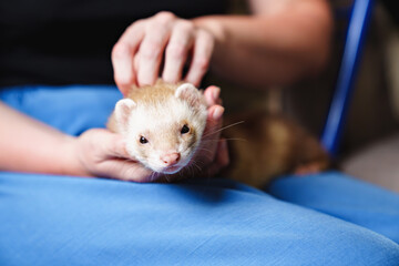 in the hands of a woman the red-haired domestic ferret. unusual pets. food and accessories for...
