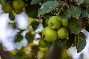 Ripe green apples hang on