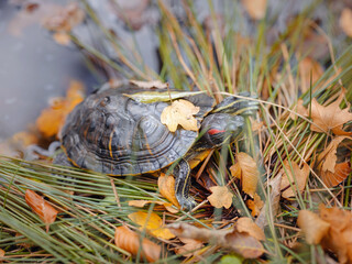 Small turtle crawling through the fallen autumn leaves