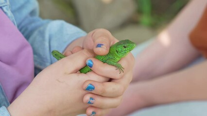 a little girl holding a small green lizard in her hands. lizards catch beetles, butterflies and other crop pests, feed on bears, which helps gardeners and farmers. an unusual pet. 