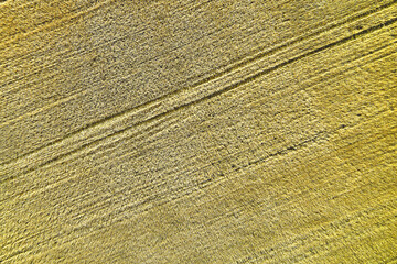uncut field of yellow wheat top view background backdrop