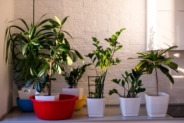 Indoor plants display. House plants.