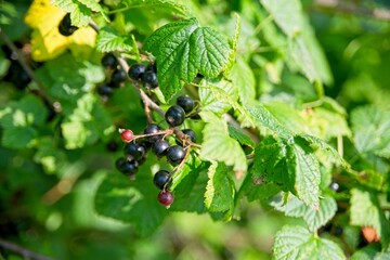 Black currant bush in a garden.