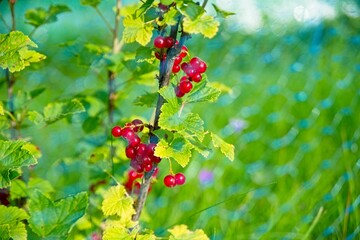 Red currant growing in a garden.