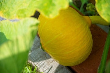 Yellow Pumpkin growing in a garden.