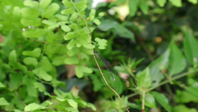 A Fragile Forktail damselfly on top of a vine stem is flying off and land the same stem