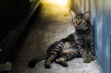 Obraz premium A tiger cat looking sideways, sitting next to the house, evening light.