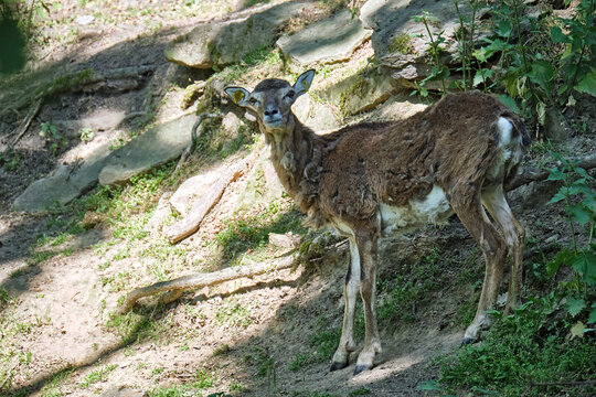 Mufflon ( Ovis Orientalis Musimon ).